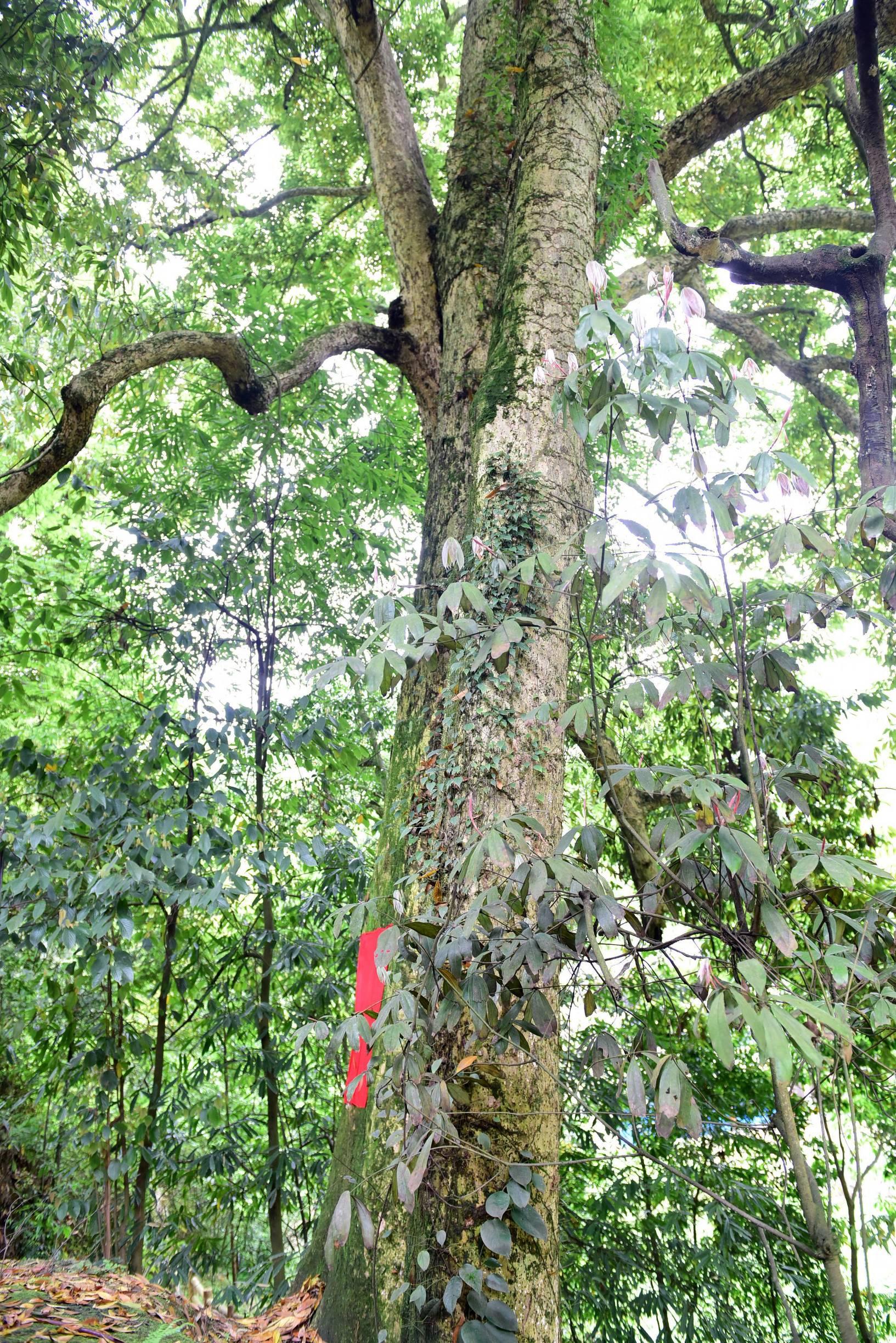 湖北绿色心灵之旅，探寻自然纯净之地