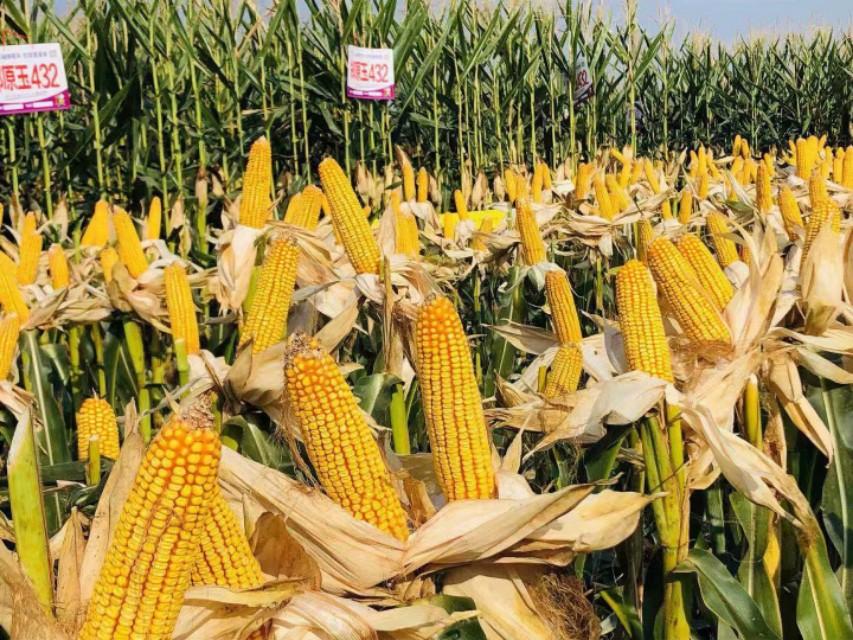 新疆的魅力与风情